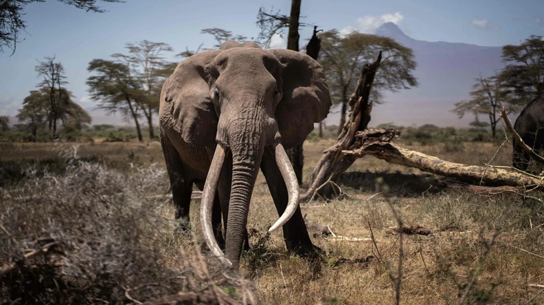 Bull Elephant, Kimana Sanctuary Kajiado, Kenya